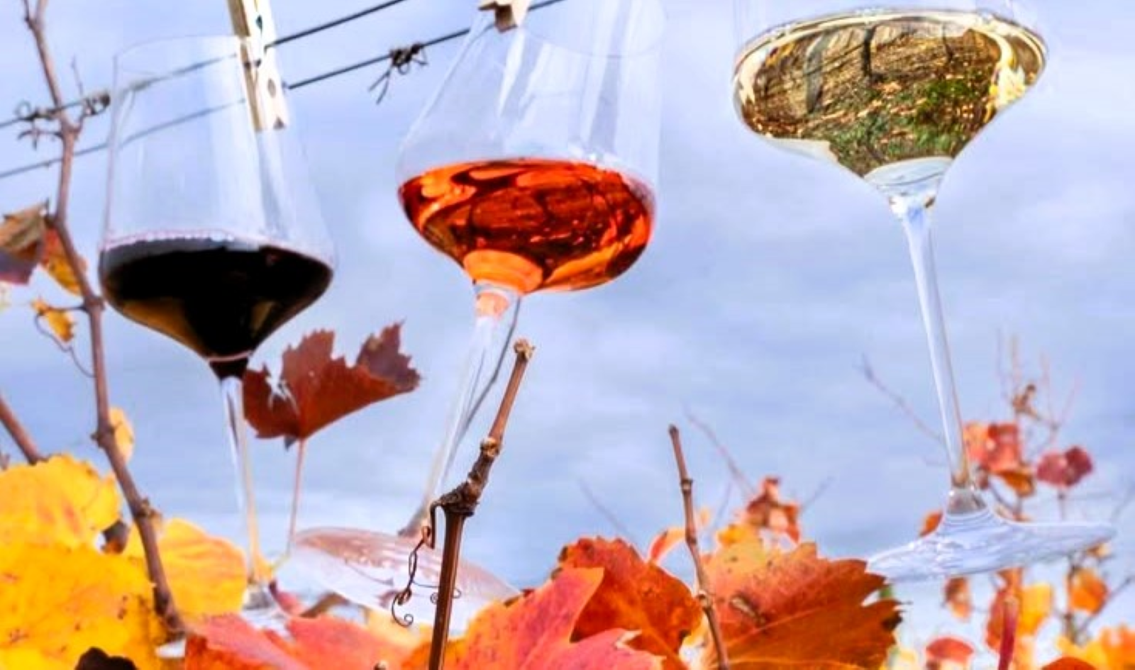 Taças de tinto, rosé e branco entre folhas de videira